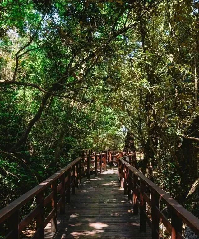 大年初三，坝光自然学校两场自然导赏活动，与你共贺新春大吉～